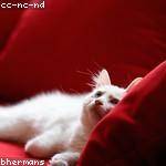 Hannah Little Profile Picture