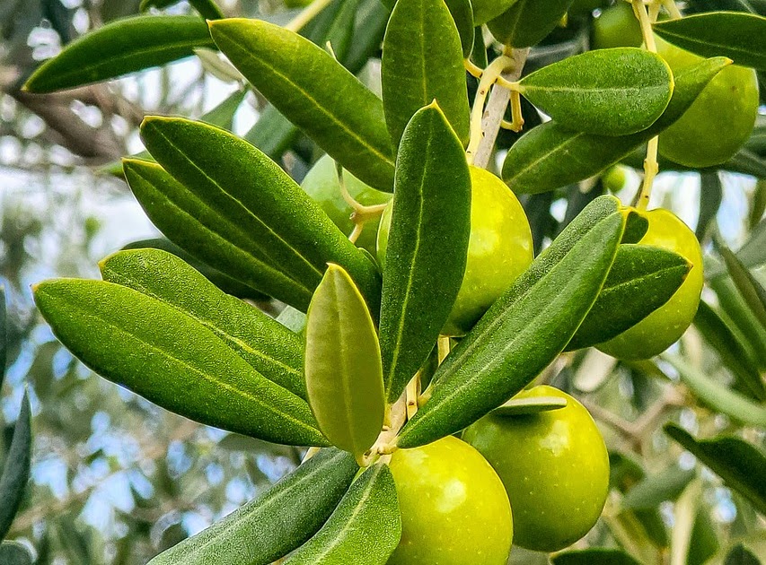 করোনারি অসুস্থতার  হ্রাস ঘটায় জলপাই