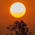 Sadiya Afrose Profile Picture