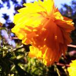 Kabbo Dhar Profile Picture