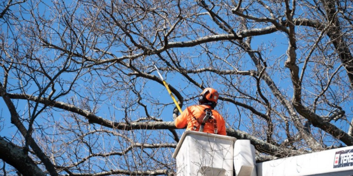 Salas Services: Tree Removal Services Colleyville TX for Safer Properties